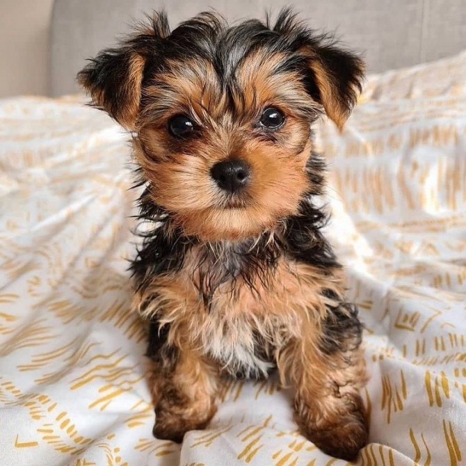 Yorkie and poodle puppies available